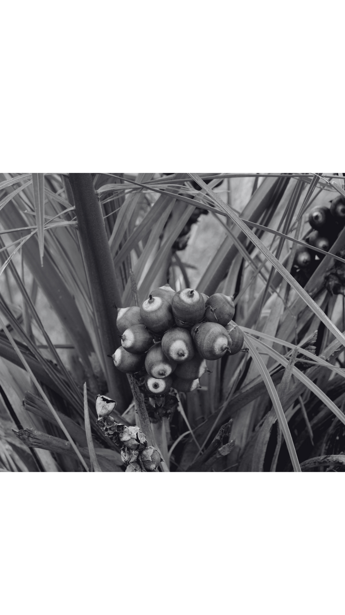 Feel the difference with babassu oil