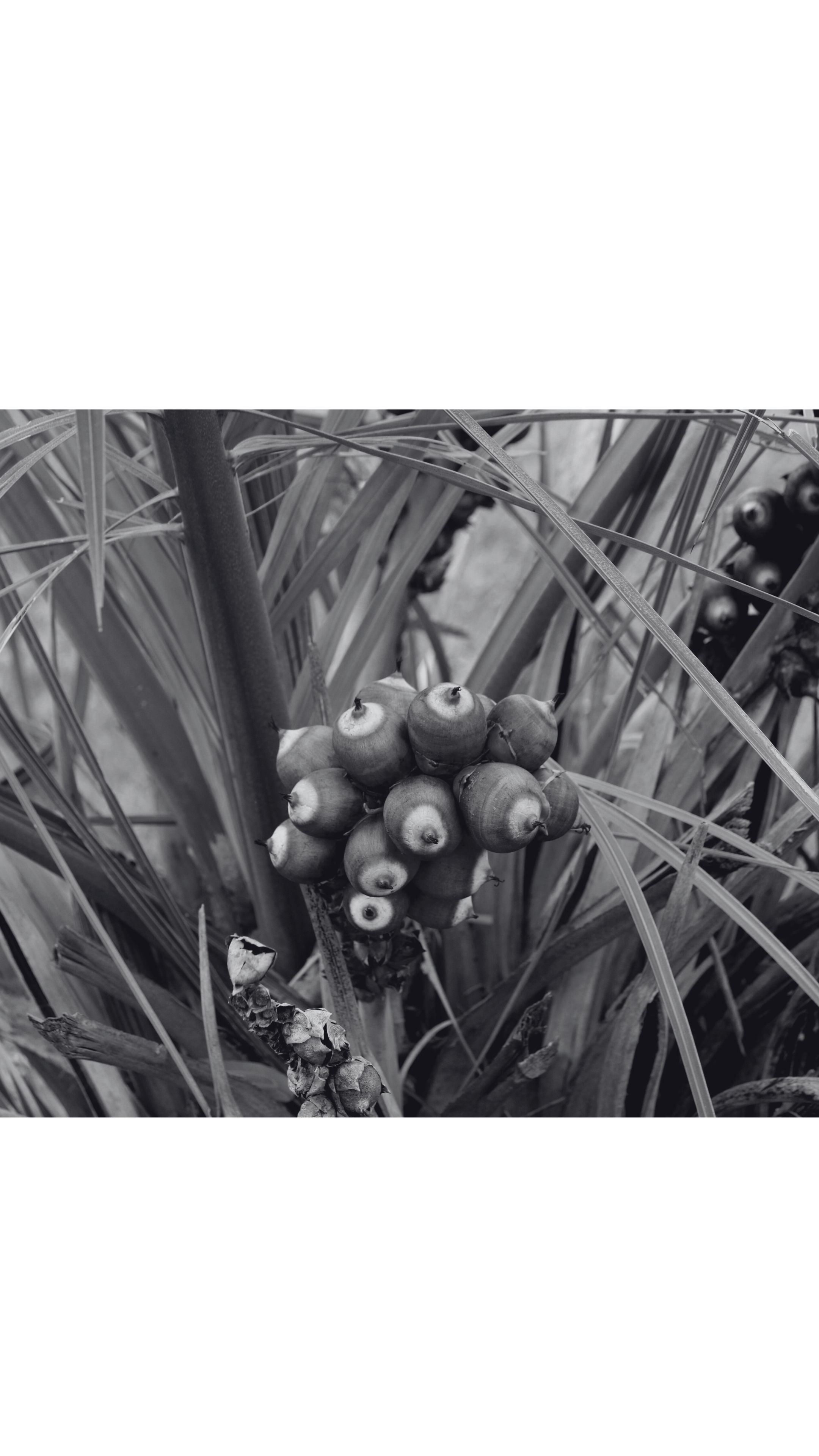 Feel the difference with babassu oil